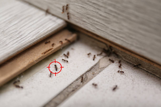  Blackhawk, SD Pest Control Pros