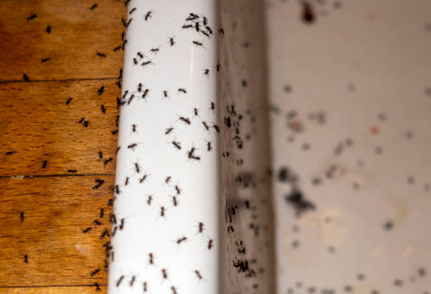 Best Exterminator Services  in Blackhawk, SD