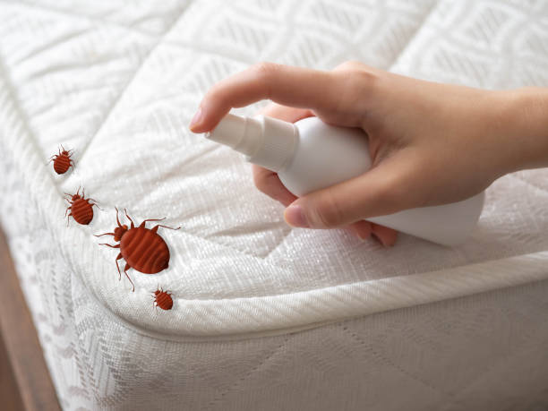 Best Ant Control Services  in Blackhawk, SD