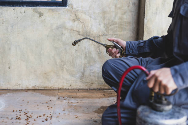 Best Wasp Removal Services  in Blackhawk, SD